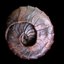 ammonite profile picture