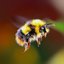 bombus profile picture